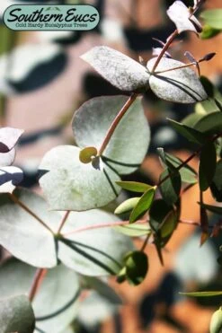 Maggie Cold Hardy Eucalyptus Tree (Eucalyptus Nova Anglica) - 2 Gallon Pot