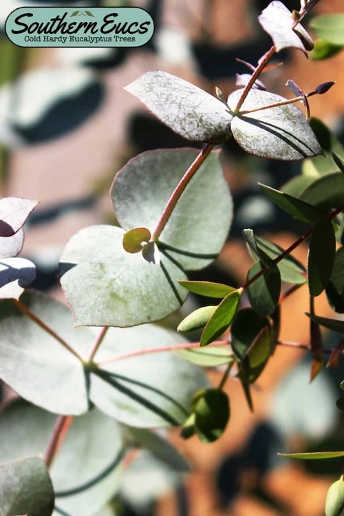 Maggie Cold Hardy Eucalyptus Tree (Eucalyptus Nova Anglica) - Quart Pot 1 Maggie Cold Hardy Eucalyptus Tree (Eucalyptus Nova Anglica) - Quart Pot