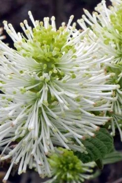 Dwarf Fothergilla - 1 Gallon Pot 12 Dwarf Fothergilla - 1 Gallon Pot -Best Bush Shop fothergilla gardenii dwarf witch alder 1