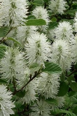 Dwarf Fothergilla - 1 Gallon Pot 14 Dwarf Fothergilla - 1 Gallon Pot -Best Bush Shop fothergilla gardenii dwarf witch alder 3