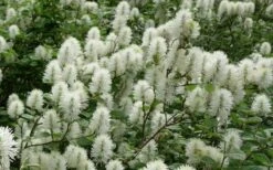 Dwarf Fothergilla - 1 Gallon Pot 17 Dwarf Fothergilla - 1 Gallon Pot -Best Bush Shop fothergilla gardenii dwarf witch alder 4