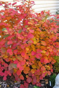 Dwarf Fothergilla - 1 Gallon Pot 16 Dwarf Fothergilla - 1 Gallon Pot -Best Bush Shop fothergilla gardenii dwarf witch alder 5