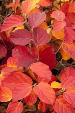 Dwarf Fothergilla - 1 Gallon Pot 13 Dwarf Fothergilla - 1 Gallon Pot -Best Bush Shop fothergilla gardenii dwarf witch alder 6