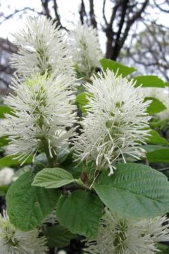 Dwarf Fothergilla - 1 Gallon Pot 15 Dwarf Fothergilla - 1 Gallon Pot -Best Bush Shop fothergilla gardenii dwarf witch alder 7