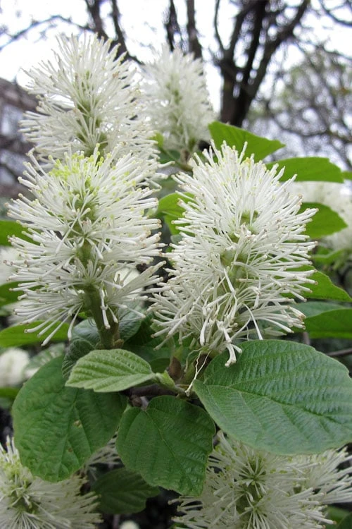 Dwarf Fothergilla - 1 Gallon Pot 7 Dwarf Fothergilla - 1 Gallon Pot - Image 7