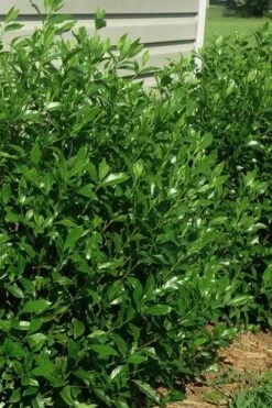 August Beauty Gardenia - 3 Gallon Pot 9 August Beauty Gardenia - 3 Gallon Pot -Best Bush Shop gardenia august beauty 5 2