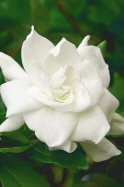 August Beauty Gardenia (Single Trunk Topiary Tree) - 5 Gallon Pot 8 August Beauty Gardenia (Single Trunk Topiary Tree) - 5 Gallon Pot -Best Bush Shop gardenia august beauty 5 500x750 1