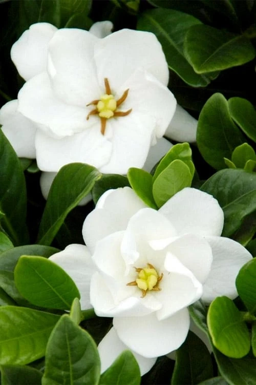 Buttons Gardenia - 6 Pack Of 1 Gallon Pots 5 Buttons Gardenia - 6 Pack Of 1 Gallon Pots - Image 5