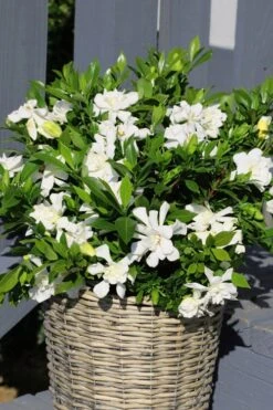 Celestial Star Gardenia - 1 Gallon Pot 8 Celestial Star Gardenia - 1 Gallon Pot -Best Bush Shop gardenia celestial star 3