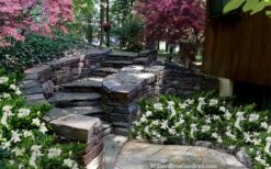 Celestial Star Gardenia - 1 Gallon Pot 9 Celestial Star Gardenia - 1 Gallon Pot -Best Bush Shop gardenia celestial star 5