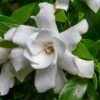 Fool Proof Gardenia - 2 Gallon Pot