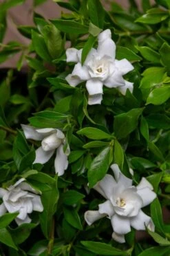 Fool Proof Gardenia - 3 Gallon Pot 7 Fool Proof Gardenia - 3 Gallon Pot -Best Bush Shop gardenia fool proof 4 1