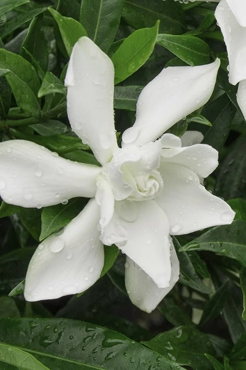 Frost Proof Gardenia - 6 Pack Of 1 Gallon Pots 1 Frost Proof Gardenia - 6 Pack Of 1 Gallon Pots