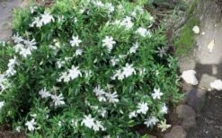 Frost Proof Gardenia - 3 Gallon Pot 9 Frost Proof Gardenia - 3 Gallon Pot -Best Bush Shop gardenia frost proof 50