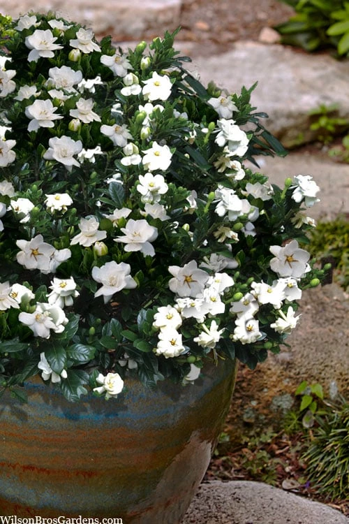 Buttons Gardenia - 6 Pack Of 1 Gallon Pots 4 Buttons Gardenia - 6 Pack Of 1 Gallon Pots - Image 4