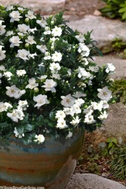 Buttons Gardenia - 3 Gallon Pot 8 Buttons Gardenia - 3 Gallon Pot -Best Bush Shop gardenia jasminoides buttons 10