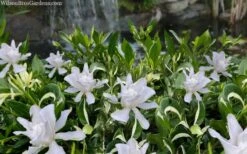 Crescent Moon Dwarf Gardenia - 6 Pack Of 1 Gallon Pots 9 Crescent Moon Dwarf Gardenia - 6 Pack Of 1 Gallon Pots -Best Bush Shop gardenia jasminoides crescent moon dwarf creeping 2 1