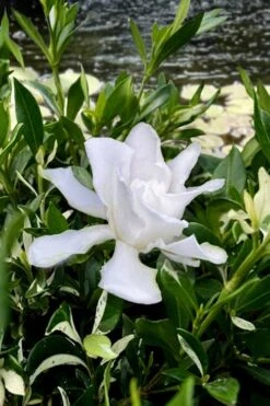 Crescent Moon Dwarf Gardenia - 1 Gallon Pot 8 Crescent Moon Dwarf Gardenia - 1 Gallon Pot -Best Bush Shop gardenia jasminoides crescent moon dwarf creeping 6