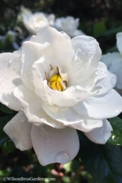 Crown Jewel Gardenia - 1 Gallon Pot 13 Crown Jewel Gardenia - 1 Gallon Pot -Best Bush Shop gardenia jasminoides crown jewel 11 1