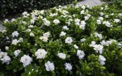 Crown Jewel Gardenia - 6-Pack Of 1 Gallon Pots 11 Crown Jewel Gardenia - 6-Pack Of 1 Gallon Pots -Best Bush Shop gardenia jasminoides crown jewel 12