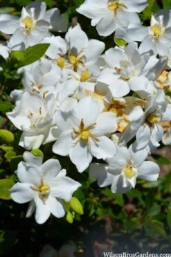 Snow Flurry Hardy Gardenia - 3 Gallon Pot -Best Bush Shop gardenia jasminoides snow flurry 2 1