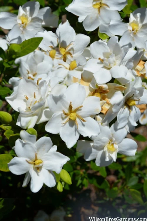 Snow Flurry Hardy Gardenia - 1 Gallon Pot 4 Snow Flurry Hardy Gardenia - 1 Gallon Pot - Image 4