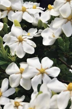 Snow Girl Hardy Dwarf Gardenia - 3 Gallon Pot 9 Snow Girl Hardy Dwarf Gardenia - 3 Gallon Pot -Best Bush Shop gardenia jasminoides snow girl 1