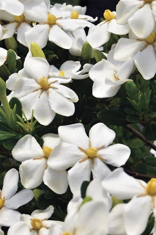 Snow Girl Hardy Dwarf Gardenia - 3 Gallon Pot 4 Snow Girl Hardy Dwarf Gardenia - 3 Gallon Pot - Image 4