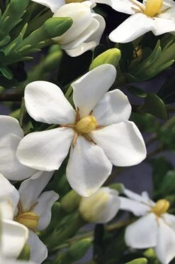 Snow Girl Hardy Dwarf Gardenia - 3 Gallon Pot 10 Snow Girl Hardy Dwarf Gardenia - 3 Gallon Pot -Best Bush Shop gardenia jasminoides snow girl 2
