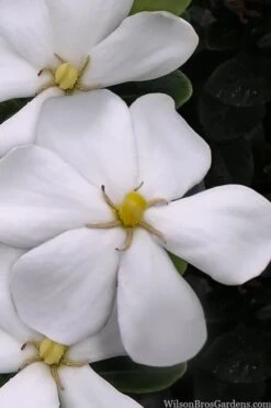 Snow Girl Hardy Dwarf Gardenia - 3 Gallon Pot