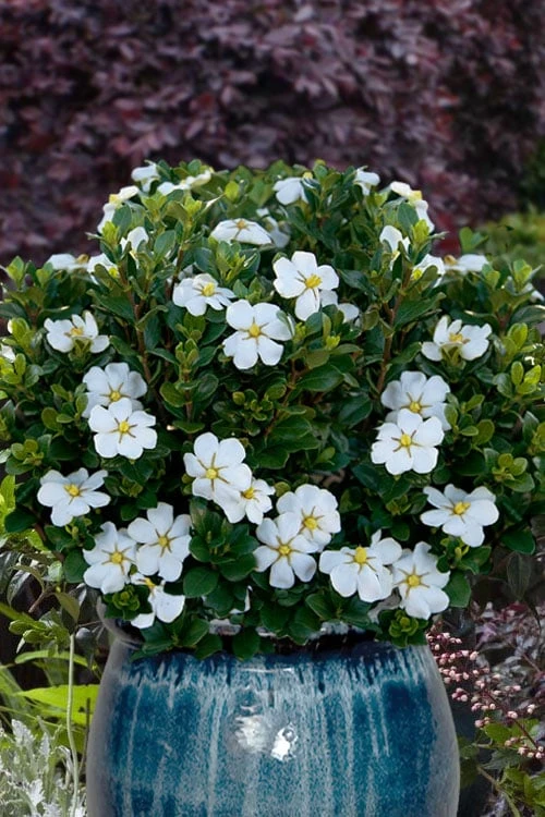 Snow Globe Gardenia - 3 Gallon Pot 1 Snow Globe Gardenia - 3 Gallon Pot