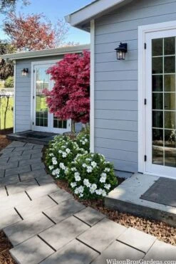 Snow Globe Gardenia - 3 Gallon Pot 9 Snow Globe Gardenia - 3 Gallon Pot -Best Bush Shop gardenia jasminoides snow globe 3