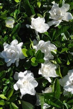 Snow Puff Hardy Gardenia - 3 Gallon Pot 7 Snow Puff Hardy Gardenia - 3 Gallon Pot -Best Bush Shop gardenia jasminoides snow puff 2 1