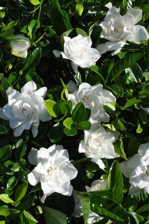 Snow Puff Hardy Gardenia - 3 Gallon Pot 4 Snow Puff Hardy Gardenia - 3 Gallon Pot - Image 4