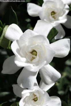 Steady As She Goes Hardy Gardenia - 3 Gallon Pot -Best Bush Shop gardenia jasminoides steady as she goes 1
