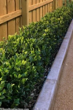 Summer Snow Gardenia - 3 Gallon Pot 11 Summer Snow Gardenia - 3 Gallon Pot -Best Bush Shop gardenia jasminoides summer snow 11