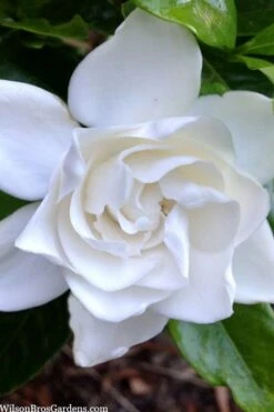 Summer Snow Gardenia - 3 Gallon Pot 15 Summer Snow Gardenia - 3 Gallon Pot -Best Bush Shop gardenia jasminoides summer snow 3