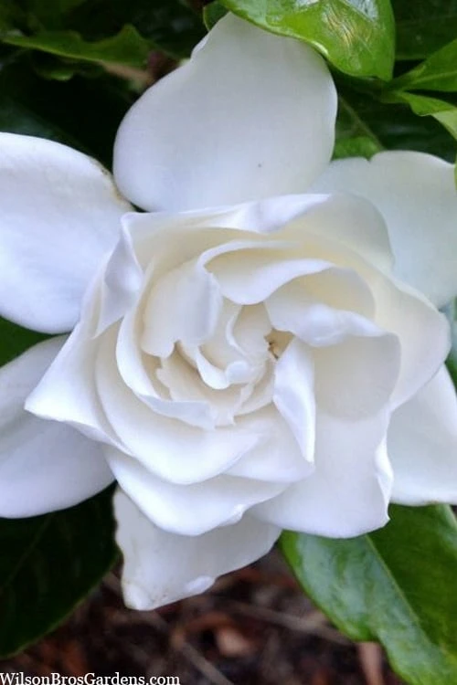 Summer Snow Gardenia - 3 Gallon Pot 8 Summer Snow Gardenia - 3 Gallon Pot - Image 8