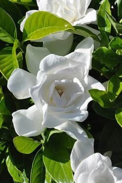 Summer Snow Gardenia - 3 Gallon Pot 12 Summer Snow Gardenia - 3 Gallon Pot -Best Bush Shop gardenia jasminoides summer snow 4