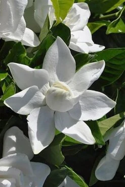 Summer Snow Gardenia - 3 Gallon Pot 14 Summer Snow Gardenia - 3 Gallon Pot -Best Bush Shop gardenia jasminoides summer snow 5