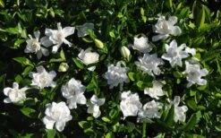 Summer Snow Gardenia - 3 Gallon Pot 13 Summer Snow Gardenia - 3 Gallon Pot -Best Bush Shop gardenia jasminoides summer snow 9