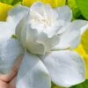 Gold Doubloon Gardenia - 1 Gallon Pot