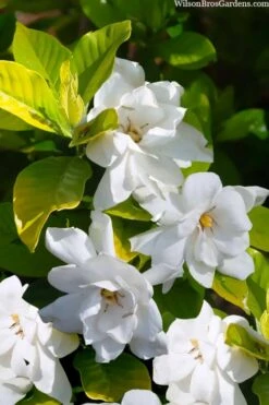Gold Doubloon Gardenia - 1 Gallon Pot 8 Gold Doubloon Gardenia - 1 Gallon Pot -Best Bush Shop gardenia ogon no hana gold doubloon 3 1