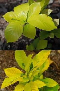 Gold Doubloon Gardenia - 3 Gallon Pot 9 Gold Doubloon Gardenia - 3 Gallon Pot -Best Bush Shop gardenia ogon no hana gold doubloon 4