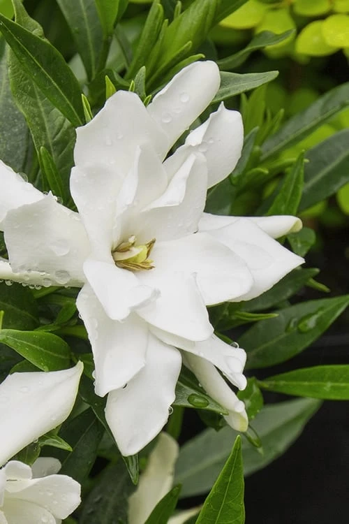 Radicans Creeping Dwarf Gardenia - 1 Gallon Pot 6 Radicans Creeping Dwarf Gardenia - 1 Gallon Pot - Image 6