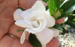 Jubilation Gardenia - 1 Gallon Pot 8 Jubilation Gardenia - 1 Gallon Pot -Best Bush Shop gardeniajubilation 5