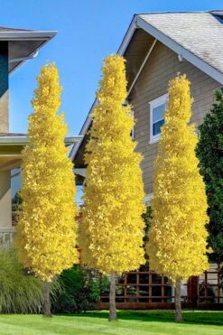 Sky Tower Ginkgo Maidenhair Tree (Male) - 7 Gallon Pot