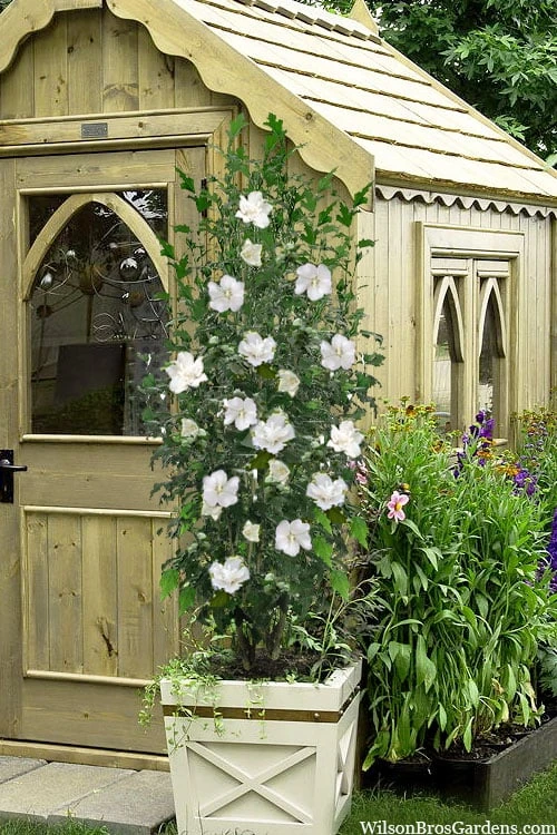 White Pillar Rose Of Sharon - 2 Gallon Pot 1 White Pillar Rose Of Sharon - 2 Gallon Pot