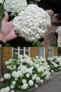 Annabelle Hydrangea - 3 Gallon Pot 16 Annabelle Hydrangea - 3 Gallon Pot -Best Bush Shop hydrangea annabelle 2 500x750 1
