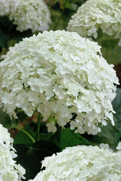 Annabelle Hydrangea - 3 Gallon Pot 9 Annabelle Hydrangea - 3 Gallon Pot - Image 9